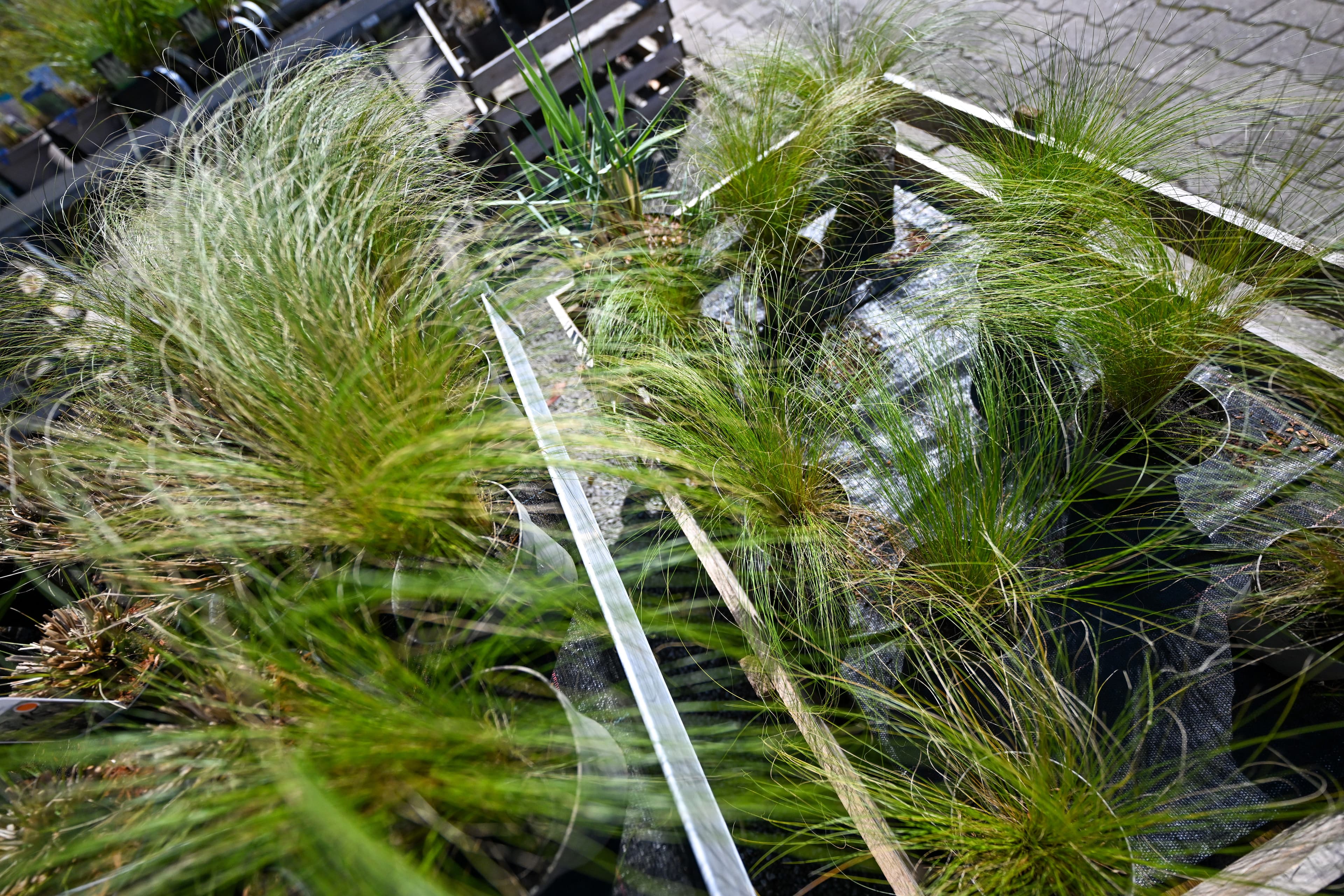 Gartenbaumschule Schwarz – Impression