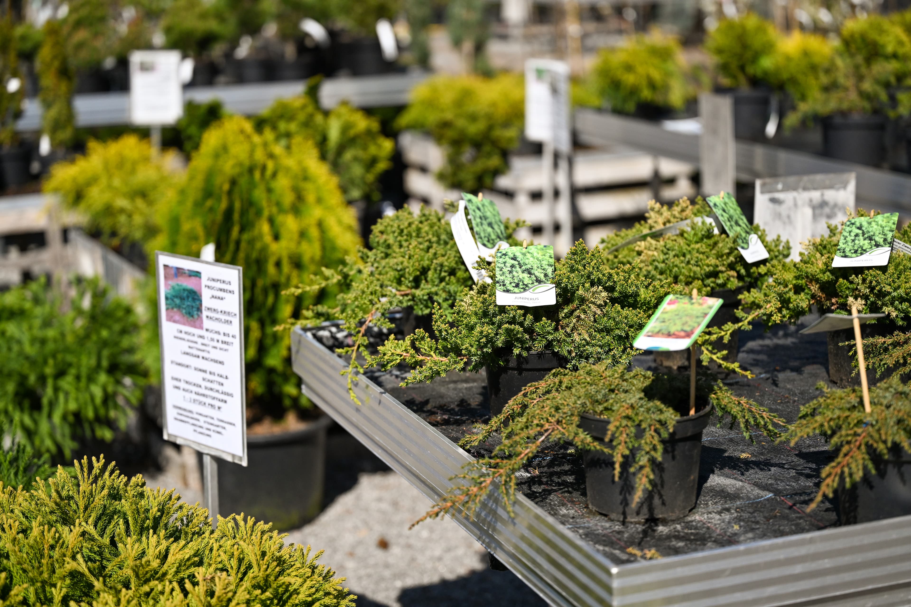 Rosen & Obstgehölze