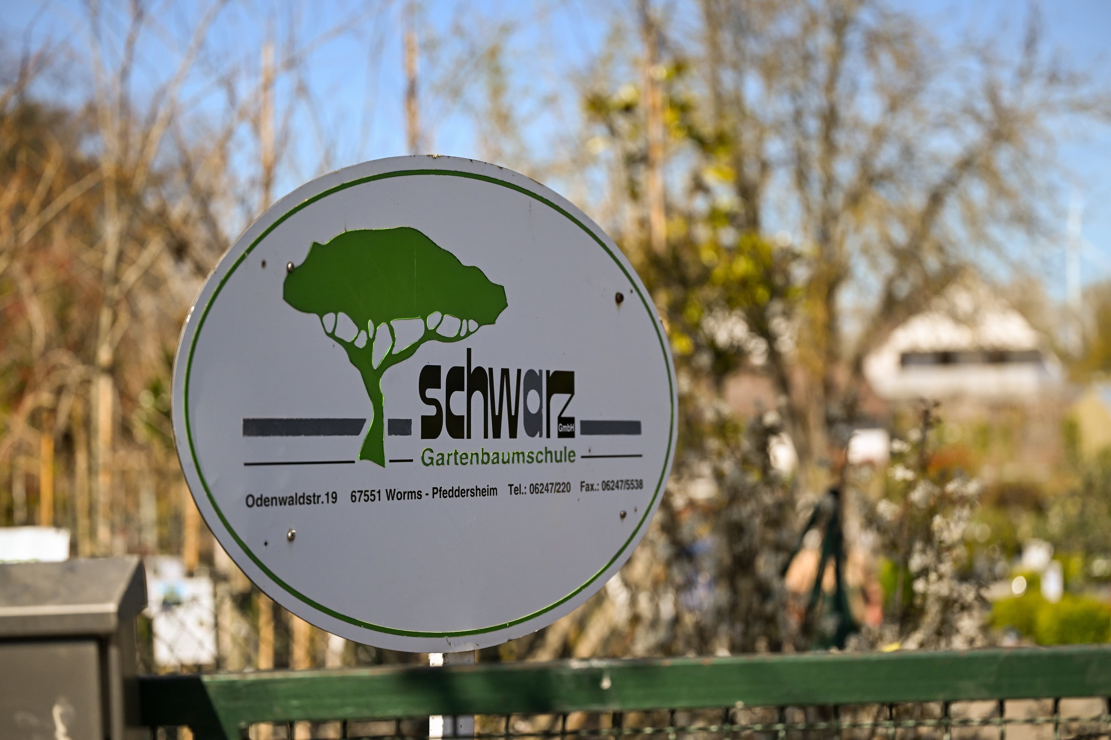 Nadelgehölze & Immergrüne