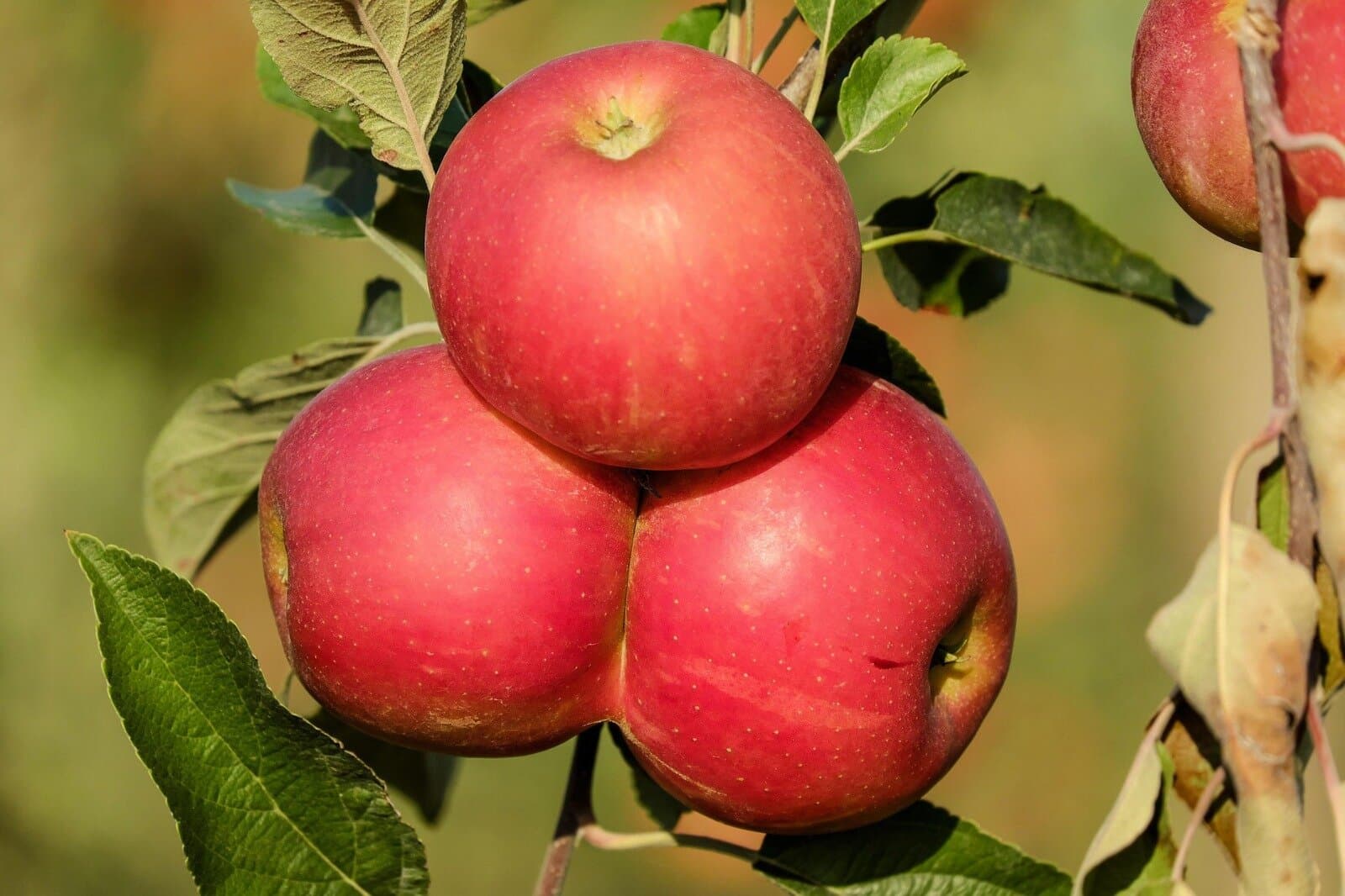 Obst