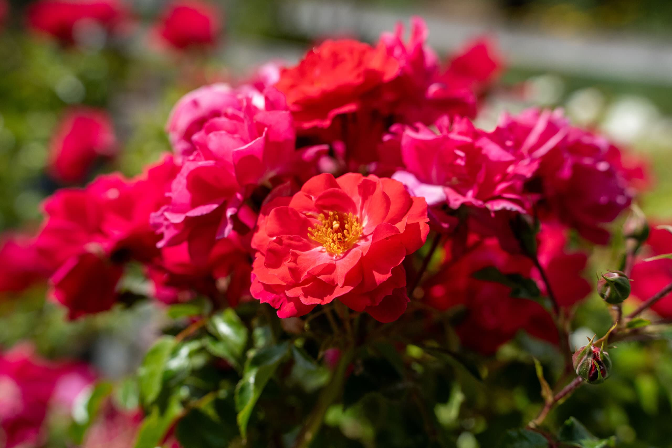 Rosen