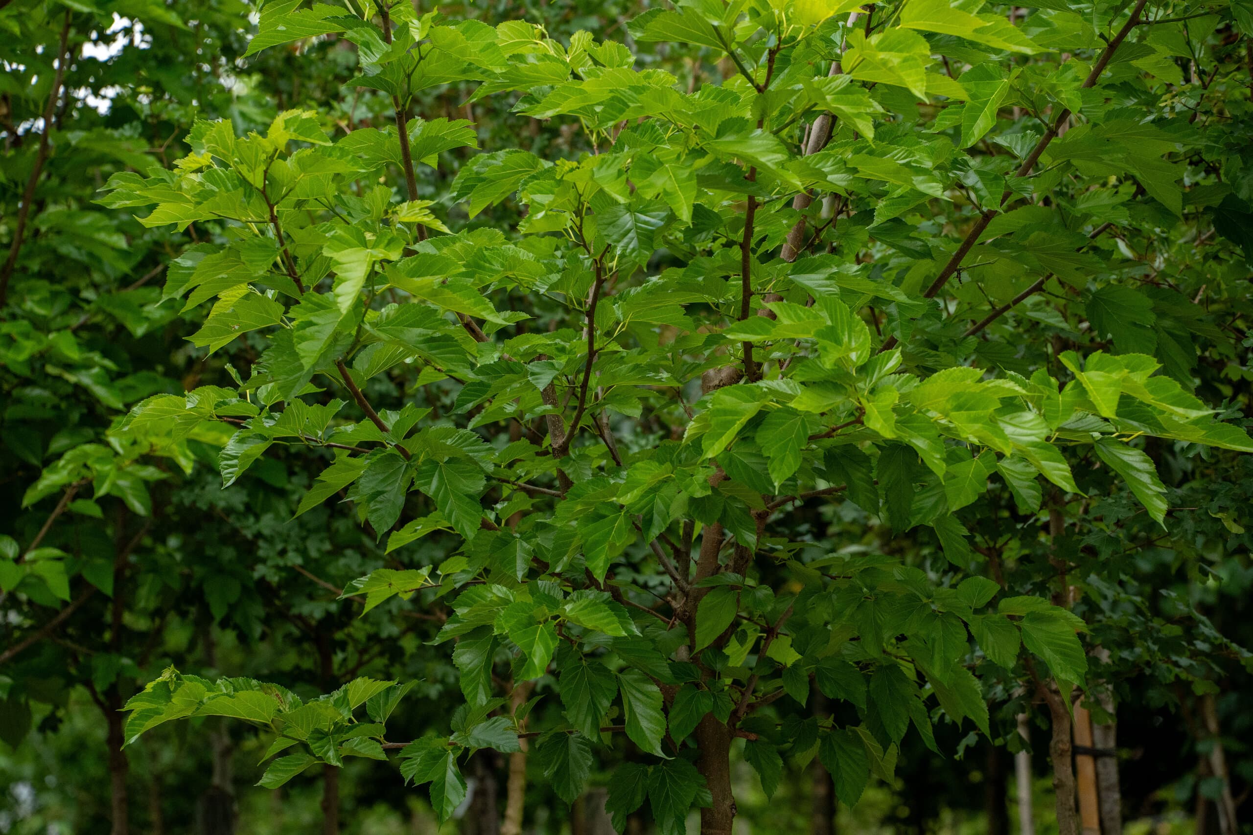 Sattgrünes Blattwerk in der Gartenbaumschule Schwarz
